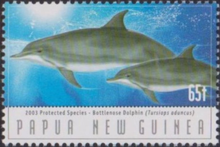Two Indo-Pacific Bottlenose Dolphins (Tursiops aduncus)