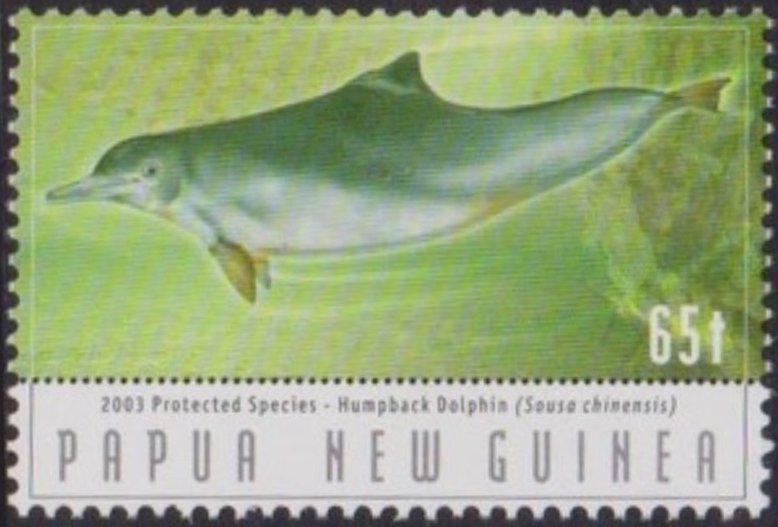 Chinese White Humpbacked Dolphin (Sousa chinensis)