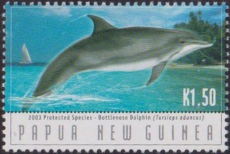 Indo-Pacific Bottlenose Dolphin leaping (Tursiops aduncus)
