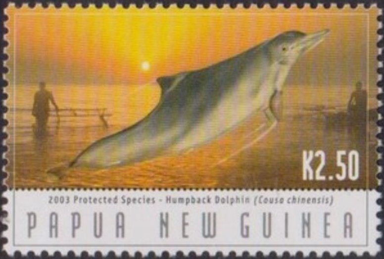 Chinese White Humpbacked Dolphin leaping (Sousa chinensis)