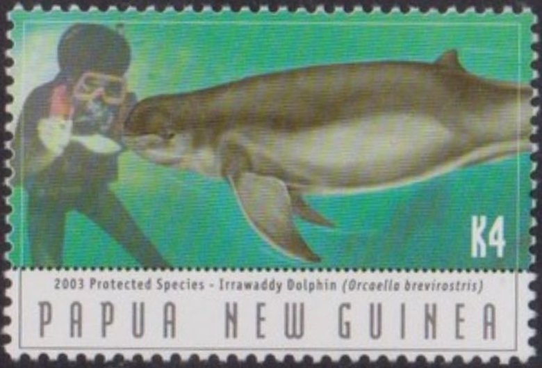 Irrawaddy Dolphin with a diver (Orcaella brevirostris)