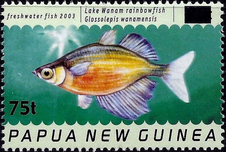Lake Wanam Rainbowfish (Glossolepis wanamensis)