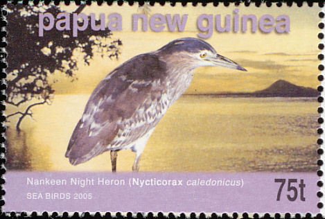 Nankeen Night Heron (Nycticorax caledonicus)
