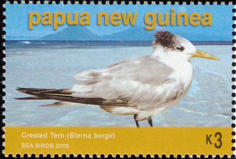 Greater Crested Tern (Sterna bergii)
