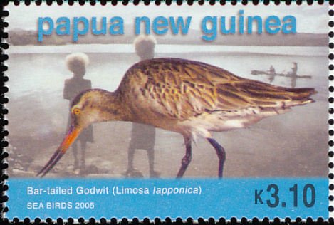 Bar-tailed Godwit (Limosa lapponica)