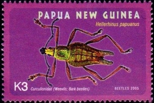 Weevil (Hellerhinus papuanus)