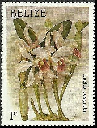 Cattleya × irrorata (syn.Laelia x euspatha)