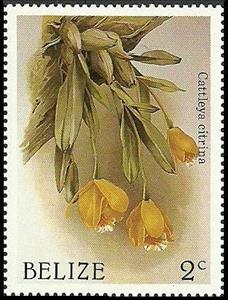 Stamp, Prosthechea citrina (syn.Cattleya citrina), Belize,  , Flowers, Christmas, Orchids, Plants (Flora)