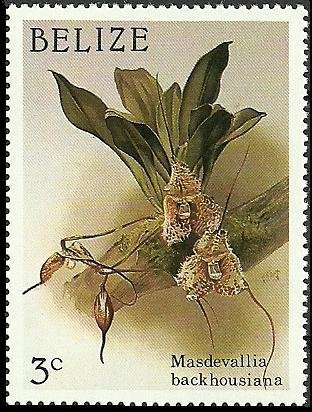 Dracula chimaera (syn.Masdevallia backhousiana)