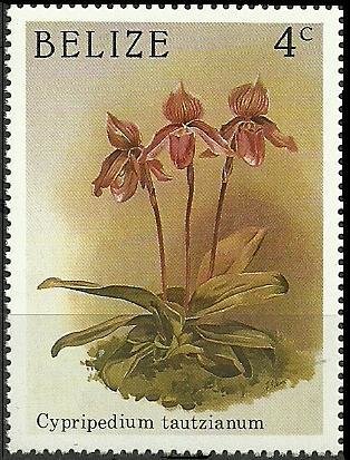 Paphiopedilum Tautzianum (syn.Cypripedium Tautzianum)