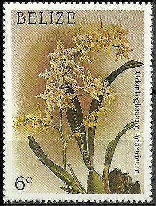 Oncidium × andersonianum (syn.Odontoglossum x hebraicum)