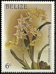 Stamp, Oncidium × andersonianum (syn.Odontoglossum x hebraicum), Belize,  , Flowers, Christmas, Orchids, Plants (Flora)