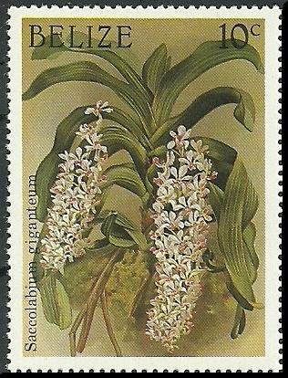 Rhynchostylis gigantea (syn.Saccolabium giganteum)