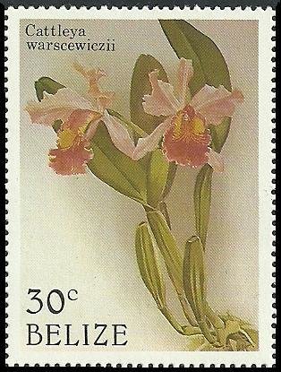 Cattleya warscewiczii