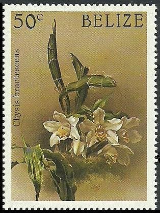 Chysis bractescens