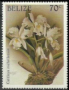 Stamp, Cattleya warscewiczii (syn. Cattleya warscewiczii var. roche, Belize,  , Flowers, Christmas, Orchids, Plants (Flora)