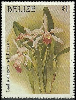 Cattleya × elegans (syn. Laelia × elegans var. schilleriana)