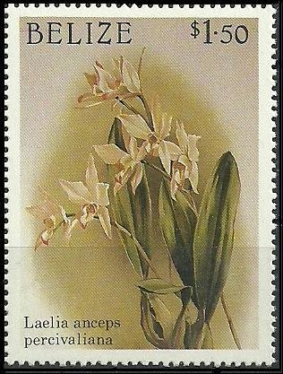 Laelia anceps subsp. anceps (syn. Laelia anceps var. perciva