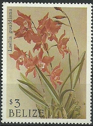 Laelia gouldiana