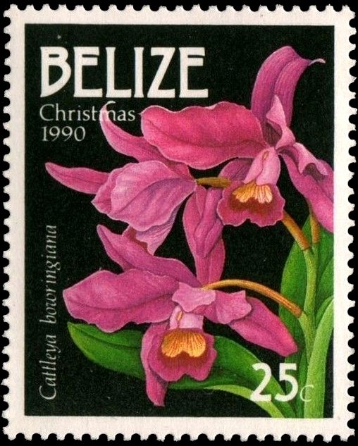Guarianthe bowringiana (syn.Cattleya bowringiana)