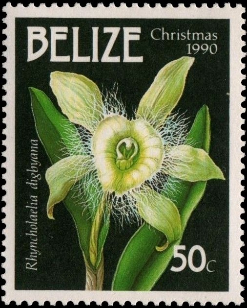 Rhyncholaelia digbyana (syn.Brassavola digbyana)