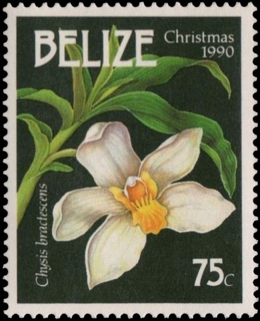 Chysis bractescens