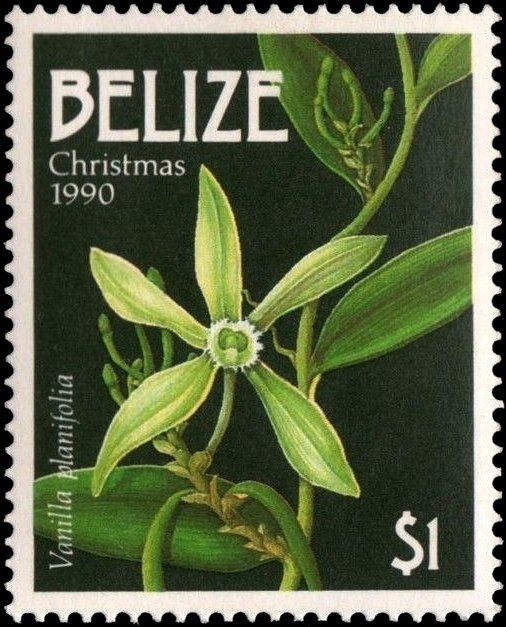 Vanilla planifolia