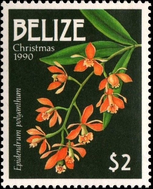 Epidendrum polyanthum