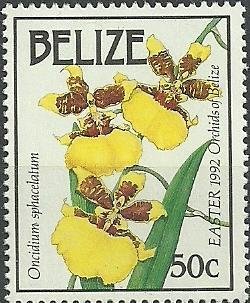 Oncidium sphacelatum