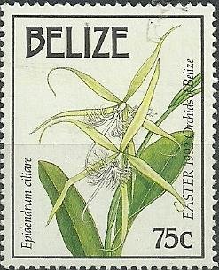 Epidendrum ciliare