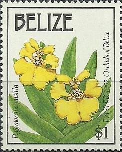 Erycina pusilla (syn.Psygmorchis pusilla