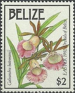 Galeandra batemanii