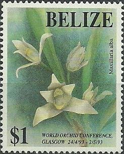Maxillariella alba (syn.Maxillaria alba)