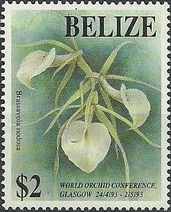 Brassavola nodosa