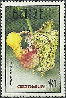 Coryanthes speciosa