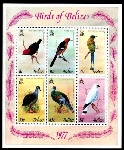 Several birds