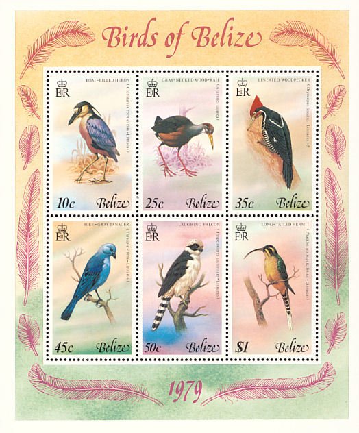 Several birds