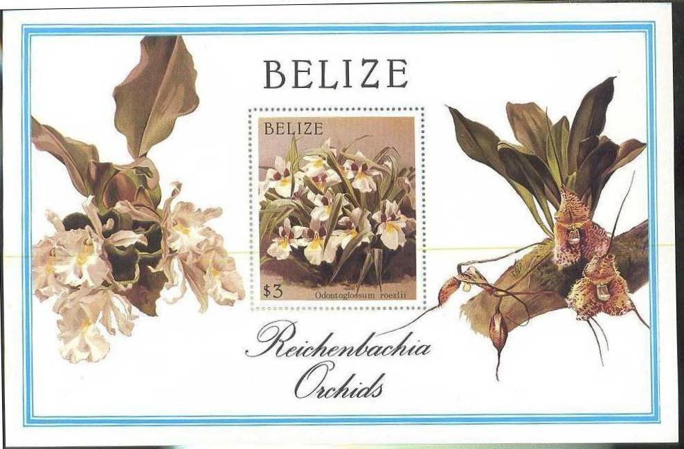 Miltoniopsis roezlii (syn.Odontoglossum roezlii)