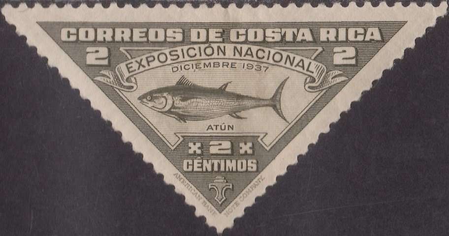 Tuna Fish (Thunnus sp.)