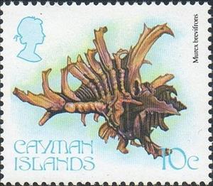 Stamp, West Indian Murex (Murex brevifrons), Cayman Islands,  , Shells