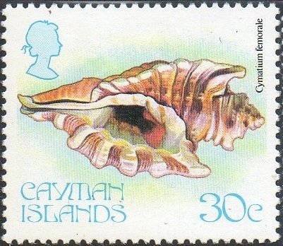 Angular Triton (Cymatium femorale)