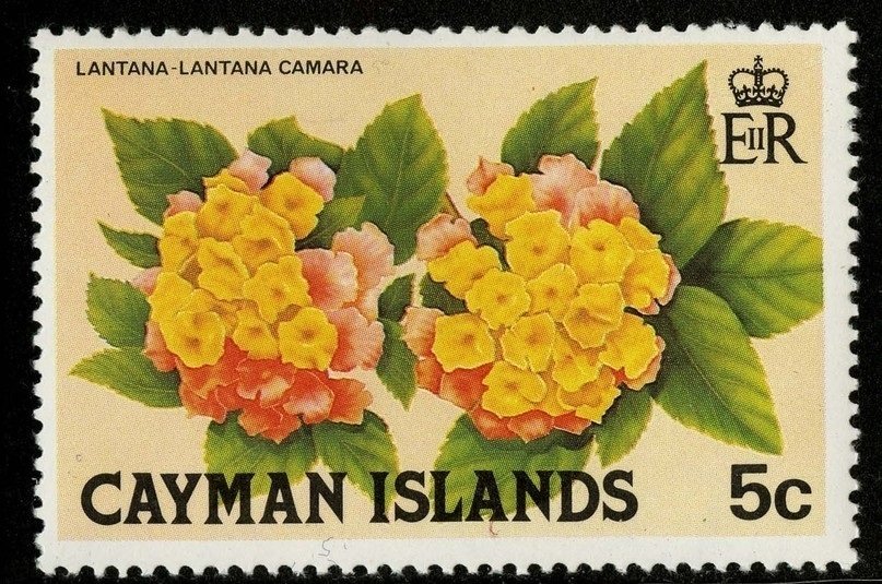 Lantana