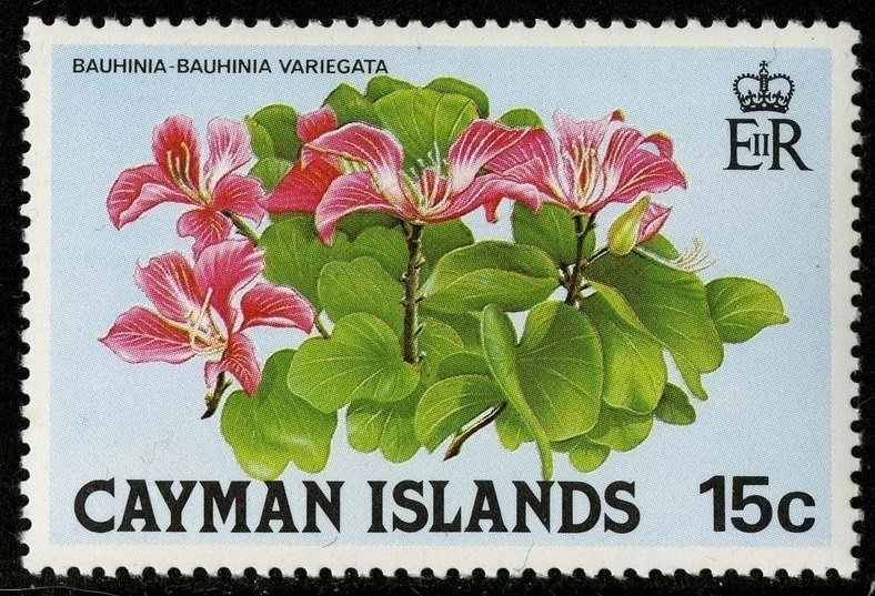 Bauhinia