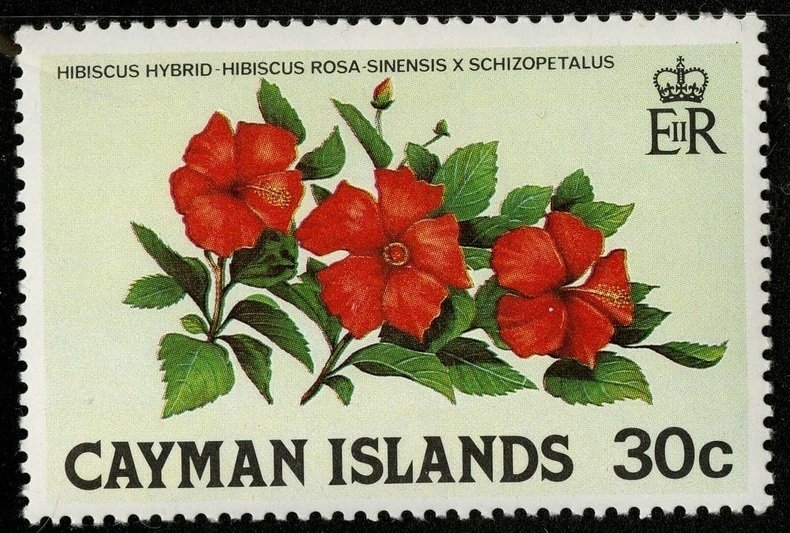 Hibiscus