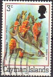 Atlantic Tarpon (Tarpon atlanticus), Fire Sponge (Tedania ig