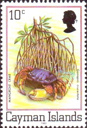 Red Mangrove Root Crab (Goniopsis cruentata)
