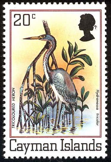 Tricolored Heron (Egretta tricolor)