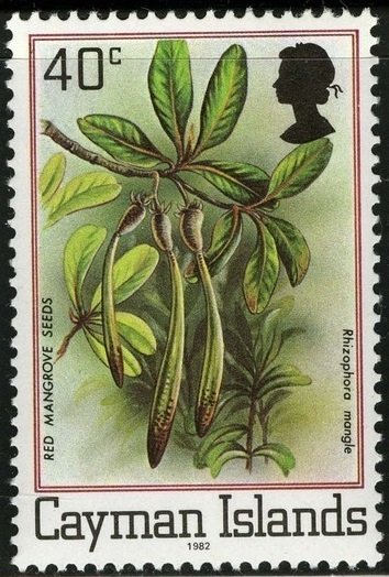 Red Mangrove Seeds
