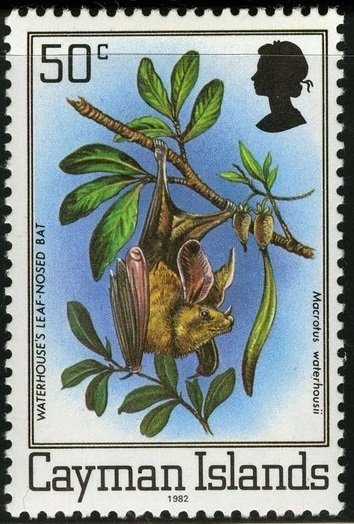 Waterhouse's Leaf-nosed Bat (Macrotus waterhousii)