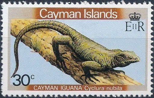 Cayman Iguana (Cyclura nubila)